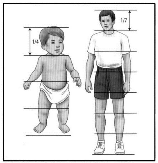 نسبتهای بدن کودک به طور قابل ملاحظه ای با نسبت های بدن یک فرد بالغ متفاوت است.