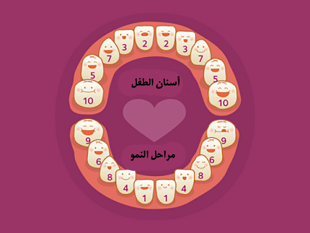 مراحل وقت نمو الأسنان