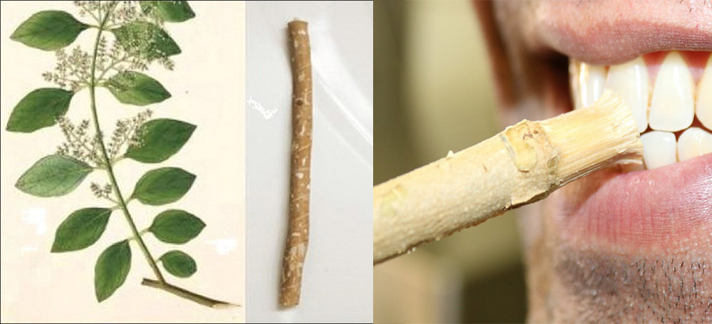 Persica-Pflanze und Bürsten mit Persica-Holz