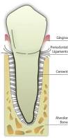 tooth and its supporting tissues