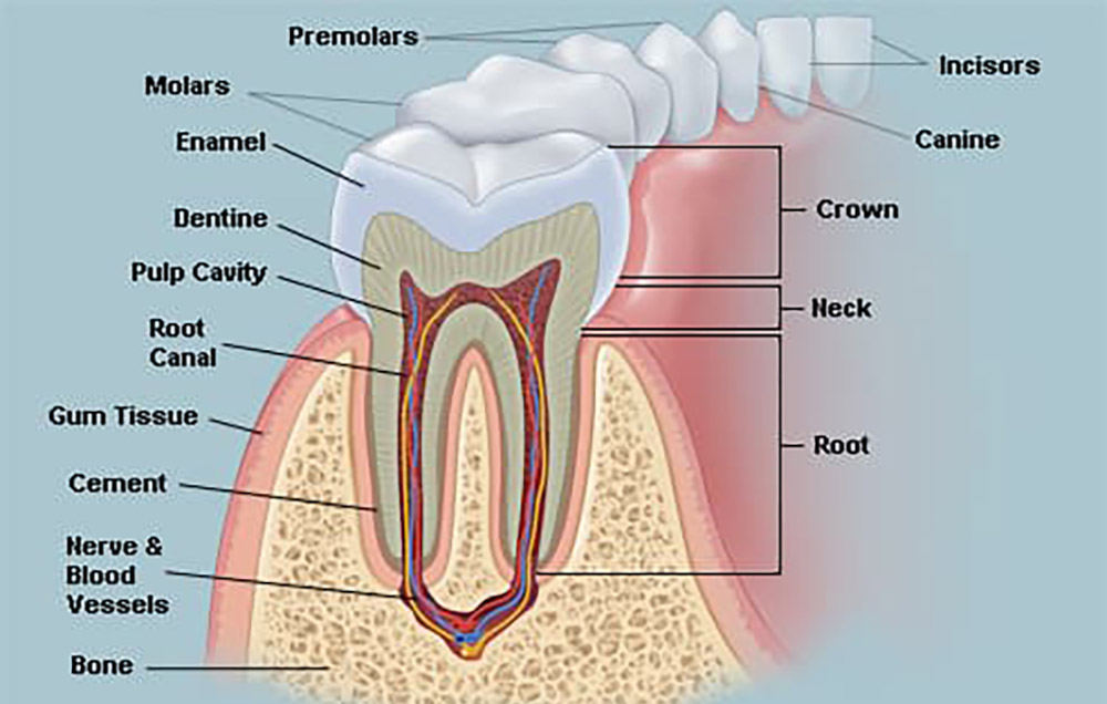 جزئیات آناتومی دندان انسان