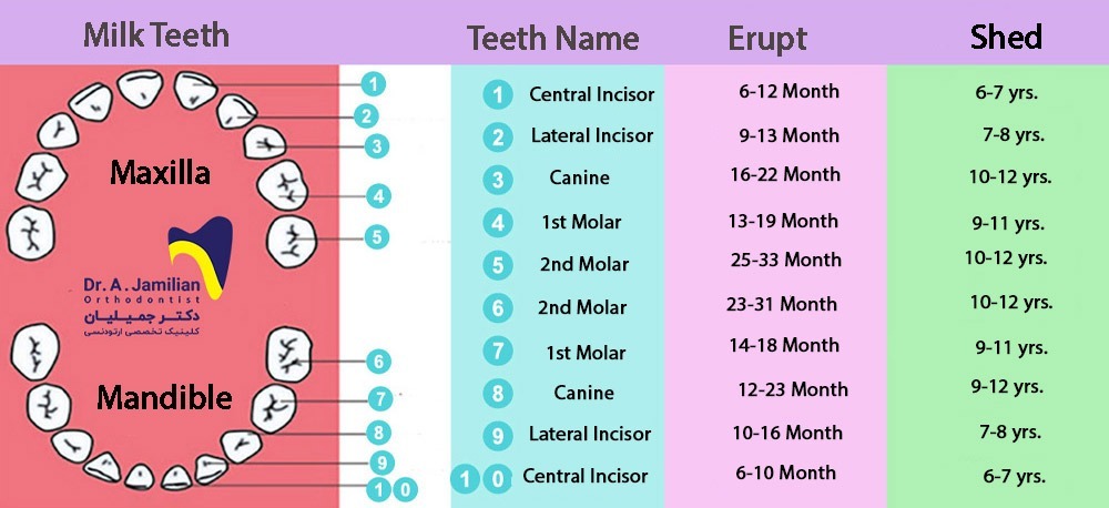 table of time and age of growth and fall of children's teeth