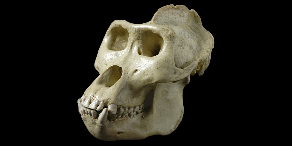 the position of the canine tooth in early humans