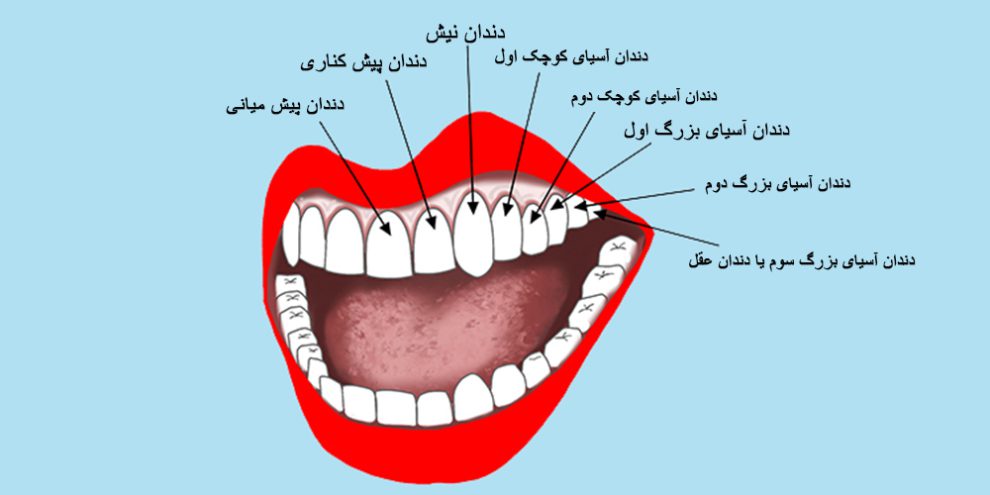 معرفی انواع دندان انسان که بر روی دو فک بالا و پایین مشخص شده است