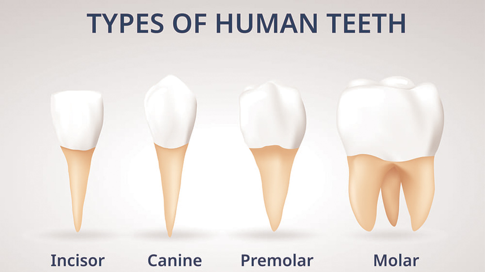 أربعة أنواع من الأسنان البشرية (أسنان أمامية، أنیاب، أرحاء صغیرة و أرحاء کبیرة)