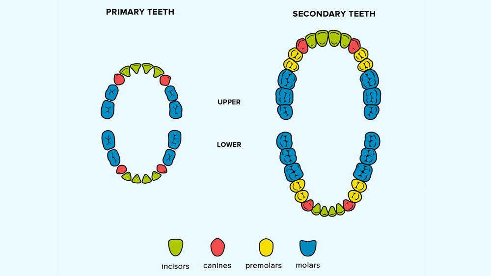 عدد الأسنان اللبنية والأسنان الدائمة لدى الإنسان في الفكين العلوي والسفلي