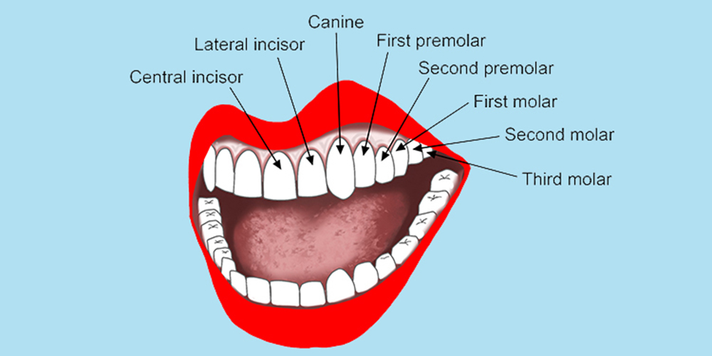 vorstellung der arten von menschlichen zähnen, die auf dem Ober und unterkiefer markiert sind